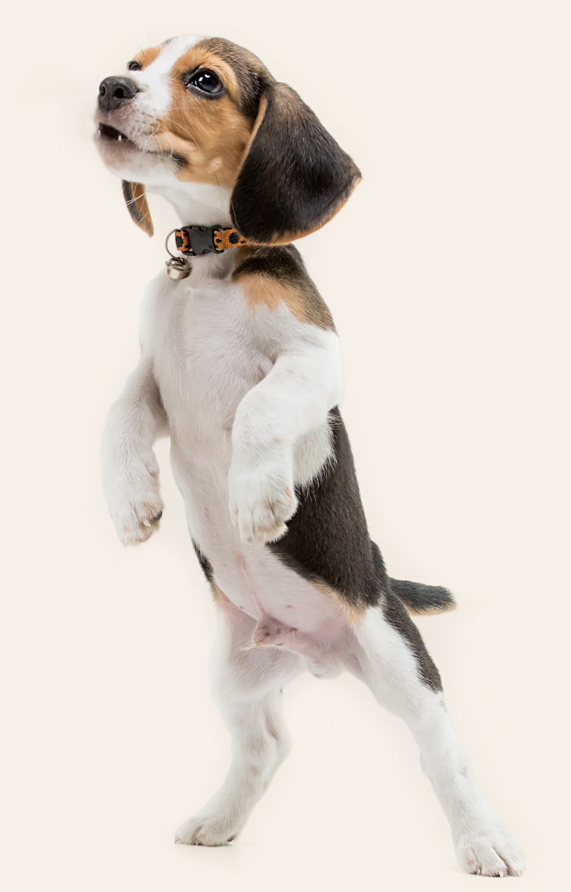 Dog walking services at Fur Seasons