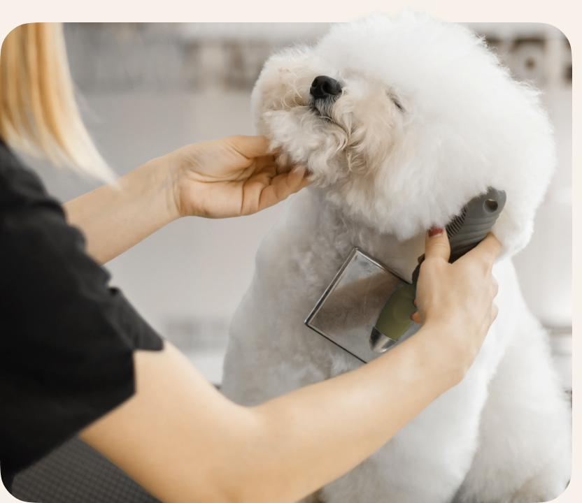 Pet Grooming Services at Fur Seasons